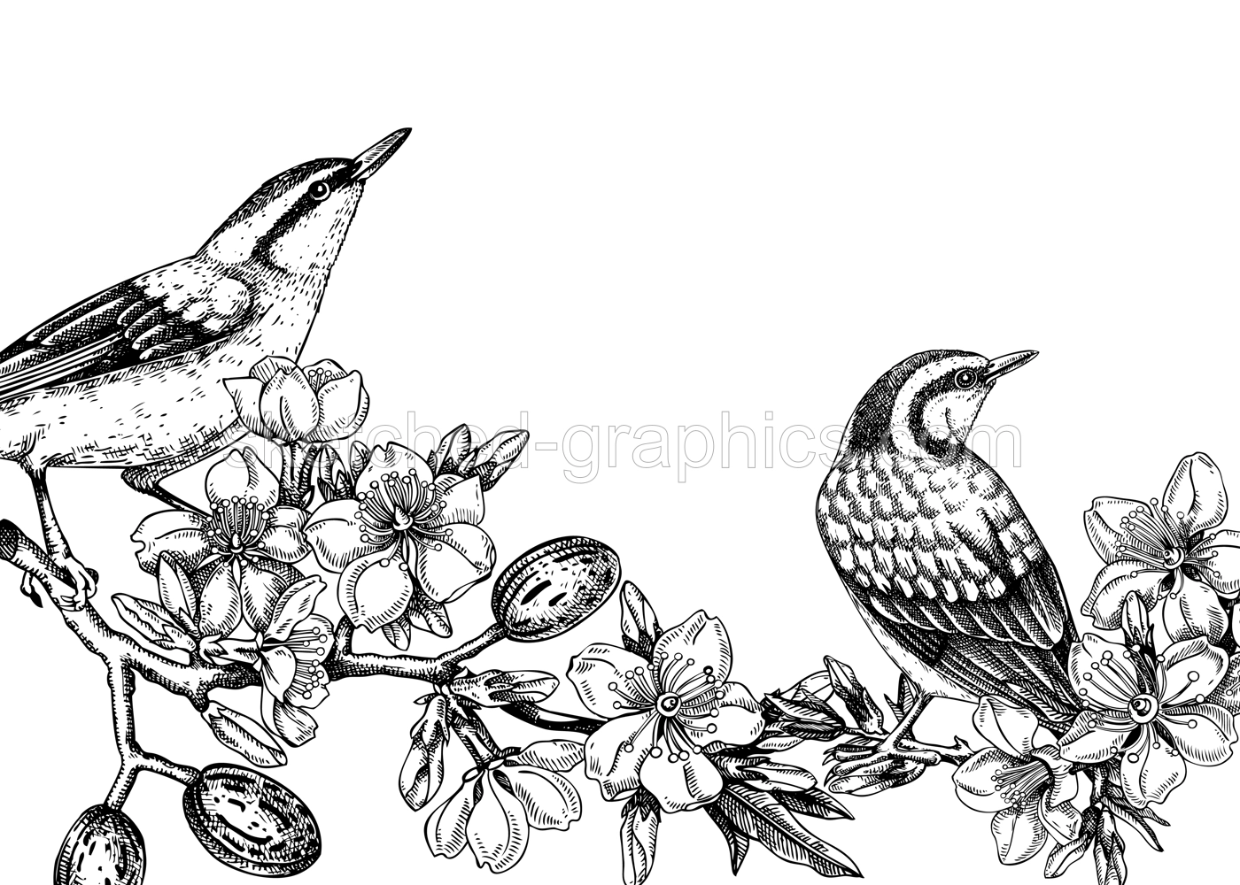 Nuthatchs sitting on flowering almond branch sketch. Vector spring banner isolated on white background. Hand drawn passerine birds on blooming tree with nuts, leaves and flowers design for print Illustration